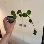 Peperomia Hope, Huis en Inrichting, Kamerplanten, Ophalen