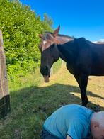 Springpaard zoekt ruiter, Dieren en Toebehoren, Paarden, Ruin, Springpaard