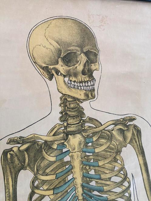 Schoolkaart “het menselijk skelet”, Antiquités & Art, Antiquités | Cartes scolaires, Enlèvement ou Envoi