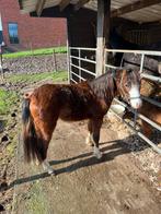 Supermooie pony!, Dieren en Toebehoren, Pony's, Gechipt, Ruin, M, 0 tot 2 jaar