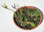 verschillende soorten huislook (Sempervivum), Ophalen