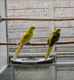 Te koop:  Bewezen kweekkoppel strogele rosella's.   Bont / l, Dieren en Toebehoren, Meerdere dieren, Parkiet, Geringd