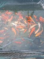 Koi, Dieren en Toebehoren, Vissen | Vijvervissen