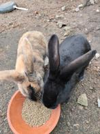 Vlaamse reus 2 mannetjes en 2 vrouwtjes, Plusieurs animaux, Grand, 0 à 2 ans