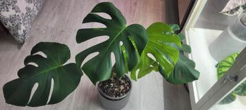 Monstera oceana mint  beschikbaar voor biedingen