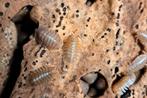 Isopods grote aantallen, Dieren en Toebehoren, Overige soorten