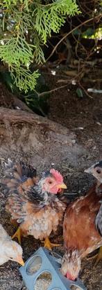 2 Serama haantjes waarvan 1 krulveer, Dieren en Toebehoren, Vogels | Overige Vogels, Mannelijk
