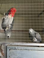 Perroquets gris, Animaux & Accessoires, Oiseaux | Perruches & Perroquets