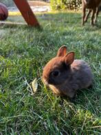 Jong kleurdwerg konijntje - mannetje, Dieren en Toebehoren, Konijnen