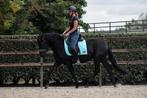 UNIEK! Super lieve en braaf te rijden Murgese ruin, Dieren en Toebehoren, Paarden, B, Ruin, Gechipt, 3 tot 6 jaar