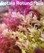 Plantes aquarium, Enlèvement ou Envoi