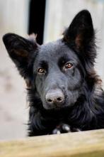 Fci langharige duitse herder, 1 à 2 ans, Chienne, Plusieurs, Éleveur | Loisir