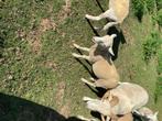 Schapen, Vrouwelijk, Schaap, 0 tot 2 jaar