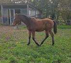 Merrie veulen 2025 one million, Dieren en Toebehoren, Paarden, Merrie, ZZ