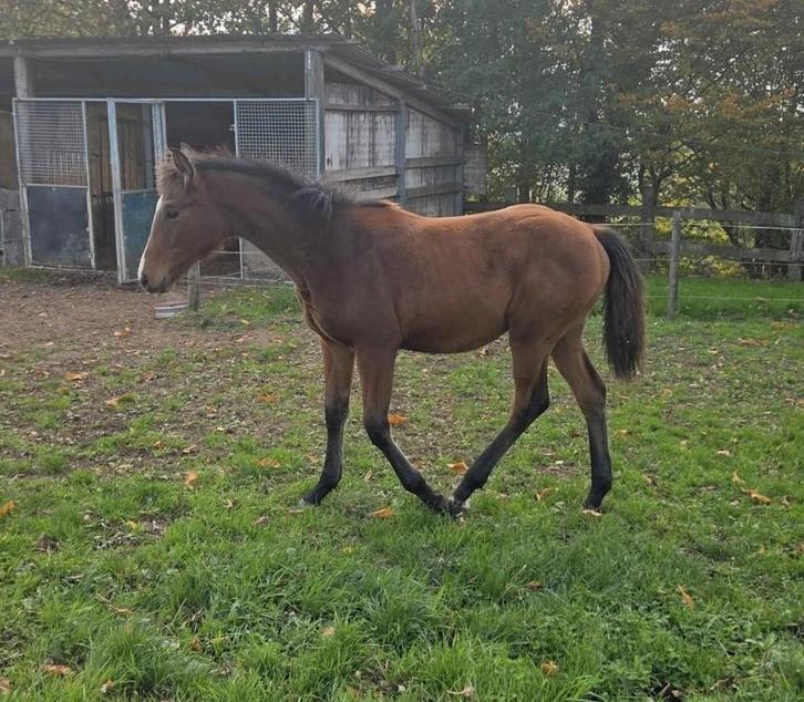 Merrie veulen 2025 one million, Dieren en Toebehoren, Paarden, Merrie, ZZ