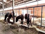 KLEINSCHALIGE OPFOK, Dieren en Toebehoren, Weidegang, 4 paarden of pony's of meer