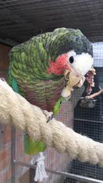 Cuba amazone, Dieren en Toebehoren, Vogels | Parkieten en Papegaaien
