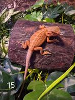 Jonge Baardagaam – Translucent Hypomelanistic Red/Orange