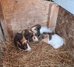 Cavia's, Dieren en Toebehoren, Oktober