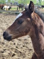 Merrie veulen pegase x vavite, Dieren en Toebehoren, Paarden, Merrie, Springpaard, 0 tot 2 jaar, Onbeleerd