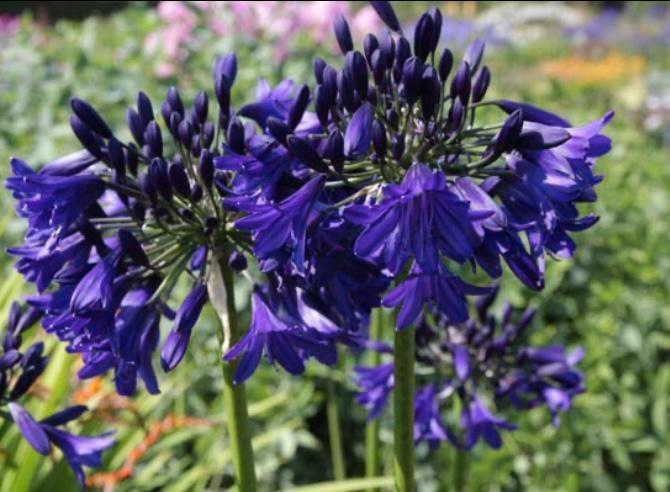 Agapanthus 'Marchant's Kobalt ‘ 50 zaden, Tuin en Terras, Bloembollen en Zaden, Ophalen of Verzenden