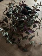 Plante suspendue en pot, Maison & Meubles, Plantes d'intérieur, Plante verte, Enlèvement, En pot, Ombre partielle