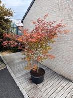 Japanse Esdoorn  Acer Palmatum Atropupureum, Tuin en Terras, Overige soorten, Lente, 100 tot 250 cm, Ophalen