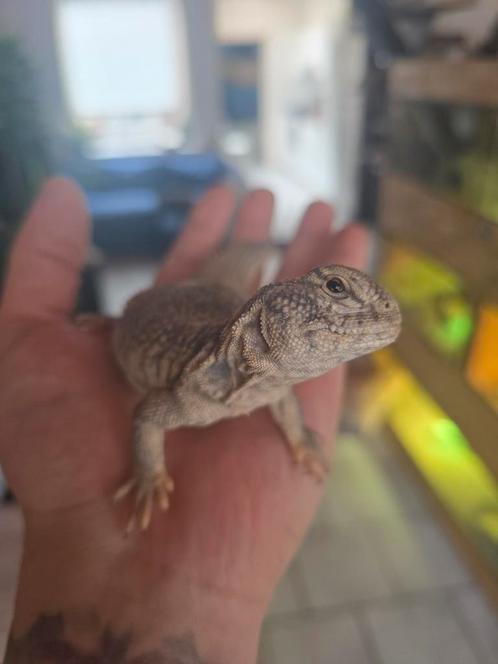 Uromastyx nigriventis flame, Dieren en Toebehoren, Reptielen en Amfibieën