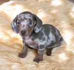 Teckel pups,dwerg,reu,merle, Dieren en Toebehoren, Honden | Teckels en Dashonden, België, Reu, 8 tot 15 weken, Korthaar