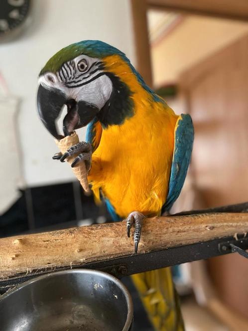 Blauw gele Ara pop (Ara ararauna), Dieren en Toebehoren, Vogels | Parkieten en Papegaaien, Papegaai