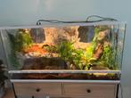 Terrarium te koop, Dieren en Toebehoren, Ophalen, Nieuw, Terrarium of Paludarium