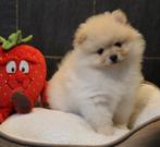 Pomeriaan pups, Dieren en Toebehoren, Parvo, België, Keeshond, 8 tot 15 weken