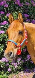 Homozygoot red dun quarter merrie, Dieren en Toebehoren, Paarden, Merrie, Minder dan 160 cm, Gechipt, Zadelmak