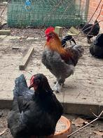Marans haan, Mâle, Poule ou poulet