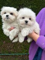 Maltezer pups 2 reutjes geb 19/11/25 2,5 maand oud, Parvo, België, Maltezer, Reu