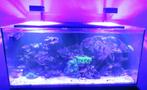 aquarium marin, Animaux & Accessoires, Poissons | Aquariums & Accessoires, Enlèvement, Utilisé