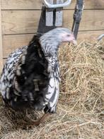 Wyandotte kriel, Dieren en Toebehoren, Pluimvee