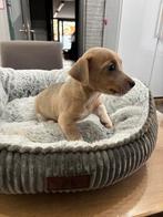 Vrolijke jack russel pups uit geteste ouders, Dieren en Toebehoren, Honden | Jack Russells en Terriërs, België, Fokker | Hobbymatig