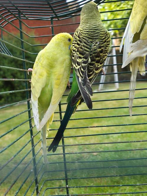 Grasparkieten te koop, Dieren en Toebehoren, Vogels | Parkieten en Papegaaien