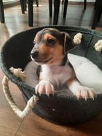 Jack russel pups, Dieren en Toebehoren, België, Fokker | Hobbymatig, Jack Russell Terriër, Reu