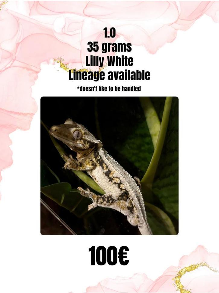 1.0 tricolor lilly white man, Dieren en Toebehoren, Reptielen en Amfibieën