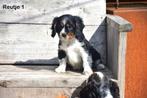 Cavalier King Charles Spaniel c.v. pupjes, Dieren en Toebehoren, Honden | Niet-rashonden, CDV (hondenziekte), Meerdere, Klein