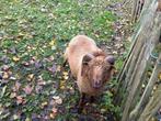 Ouessant ram 1,5 jaar oud, Dieren en Toebehoren, Schapen, Geiten en Varkens, Mannelijk, Schaap, 0 tot 2 jaar