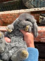 Franse Hangoor, Dieren en Toebehoren, Meerdere dieren, Groot, 0 tot 2 jaar, Hangoor