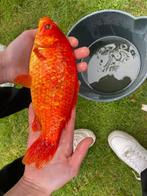 Goudvissen en zeelt te koop, Animaux & Accessoires, Poissons | Poissons d'étang, Poisson(s) rouge(s)