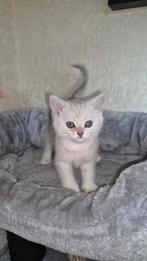 2poesje en 1 kater mogen direct nestje verlaten, Kater, Gechipt, 0 tot 2 jaar