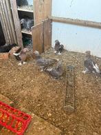 Vogels, Dieren en Toebehoren, Vogels | Overige Vogels