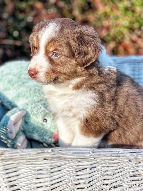 prachtige aussi pups hier geboren, Dieren en Toebehoren, Honden | Herdershonden en Veedrijvers, Meerdere dieren, Overige rassen