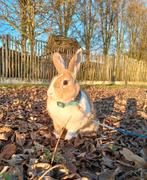 Konijn, Animaux & Accessoires, Lapins, Grand