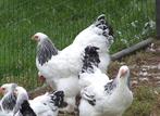 Poussins de réserve Brahma Columbia Blanc/Noir, Animaux & Accessoires, Poule ou poulet, Sexe inconnu